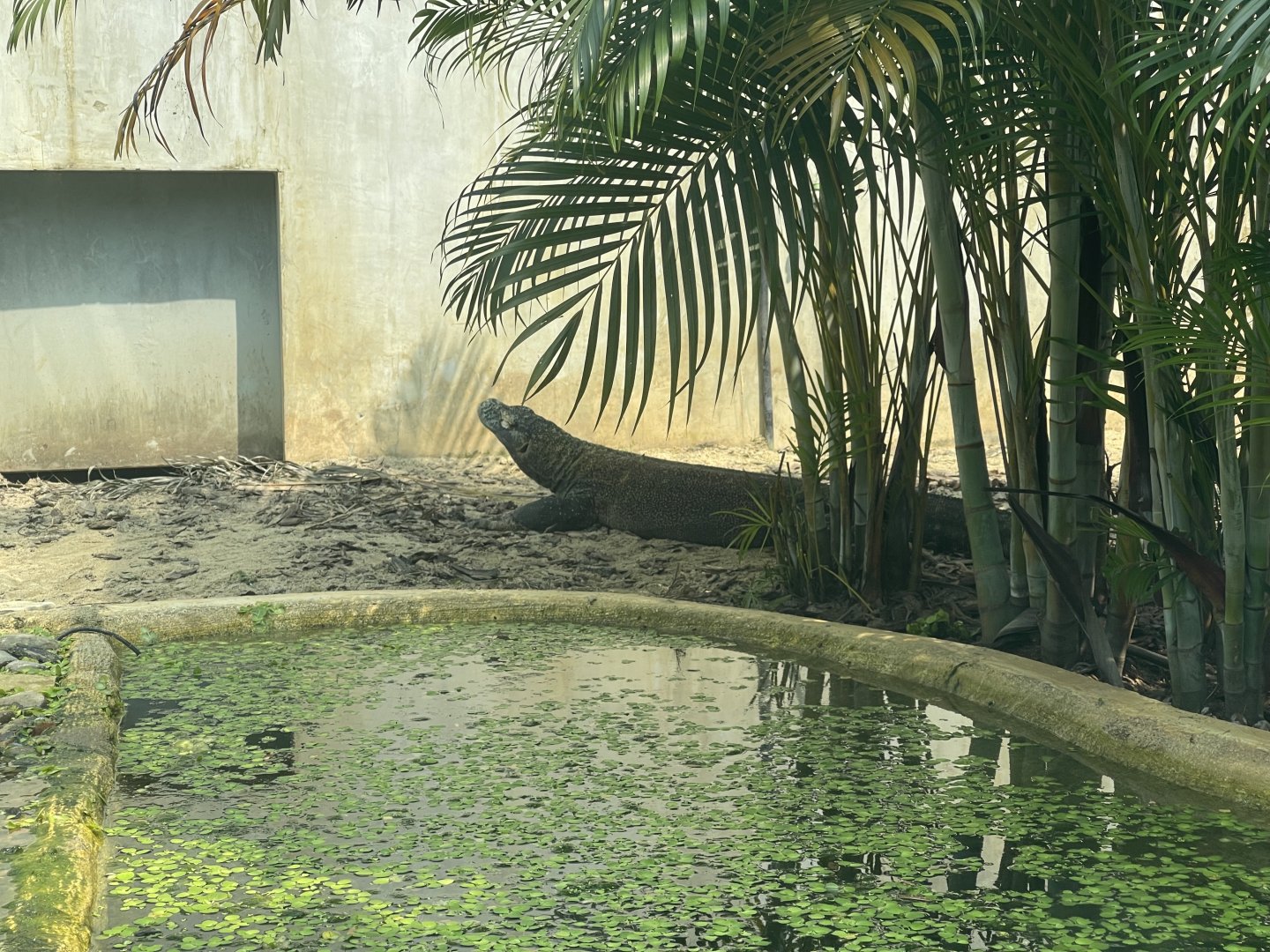 komodo dragon (varanus komodoensis) - museum komodo