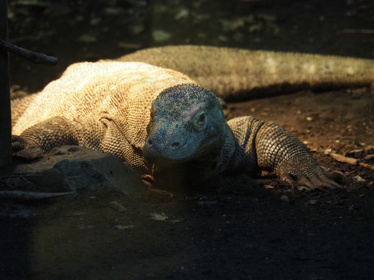 Komodo dragon (Varanus komodoensis), Nov 10th, 2018