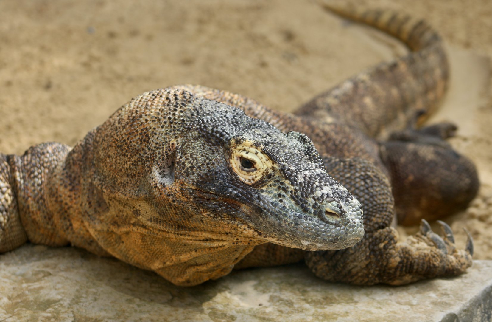 Komodo Dragon (Varanus komodoensis) - "Shu"