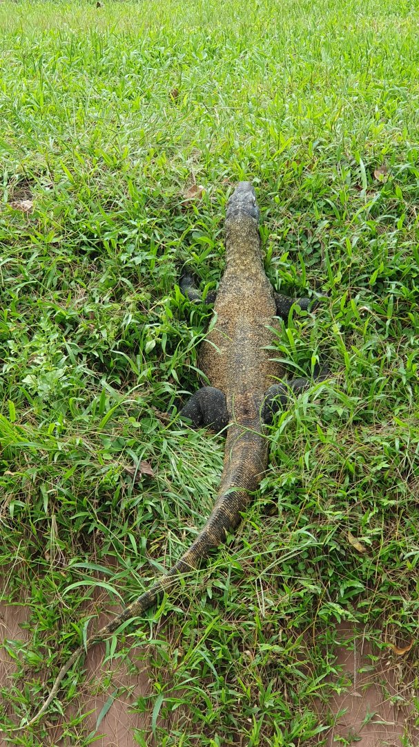 Komodo Dragon (Varanus komodoensis) - Solo Safari