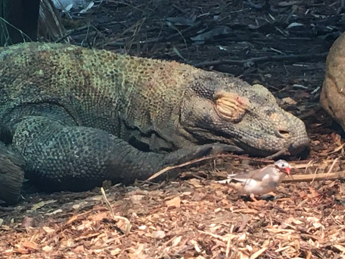 Komodo Dragon (Varanus komodoensis) & Timor Zebra Finch (Taeniopygia guttata guttata)