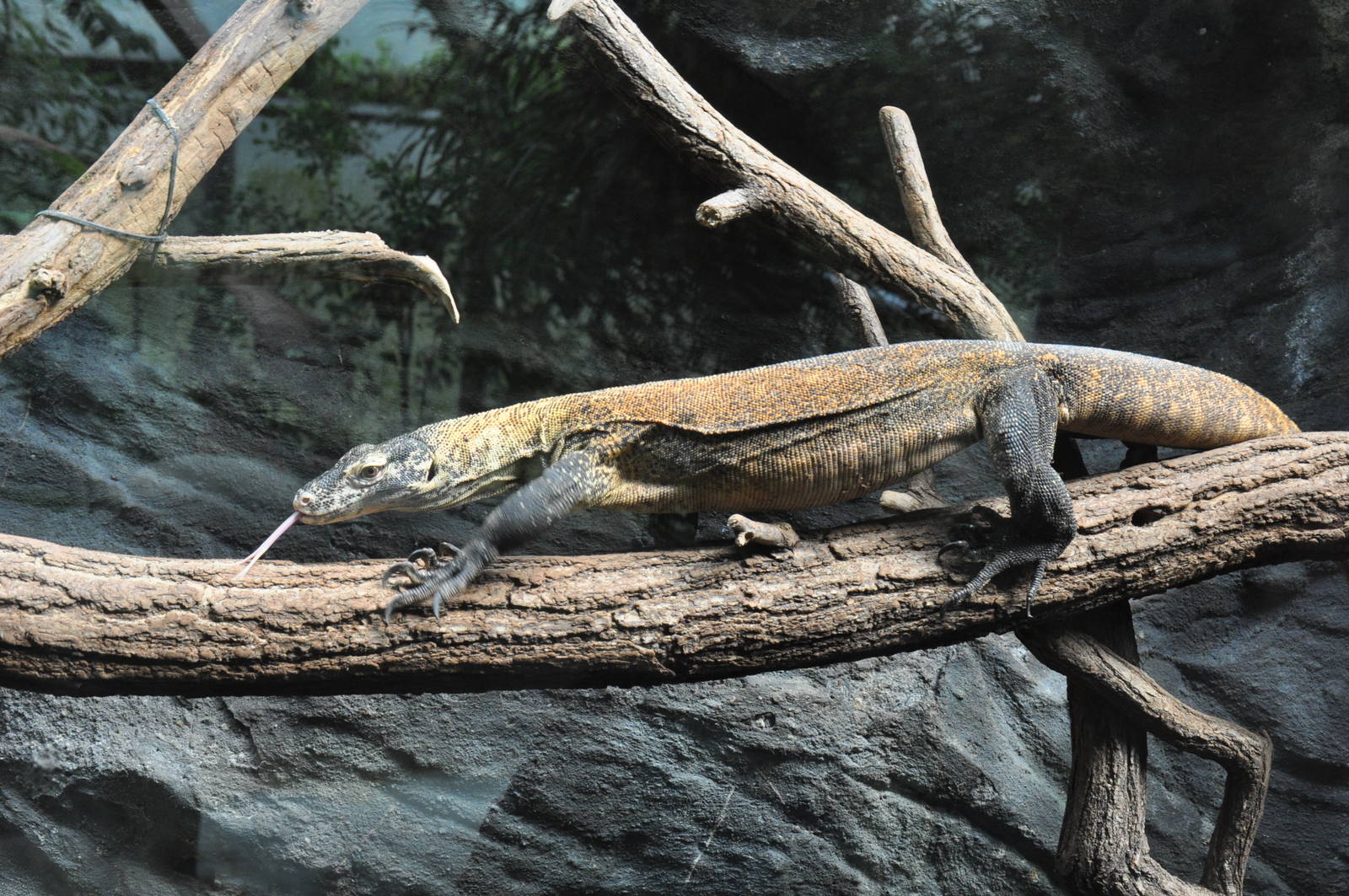 Komodo dragon (Varanus komodoensis)