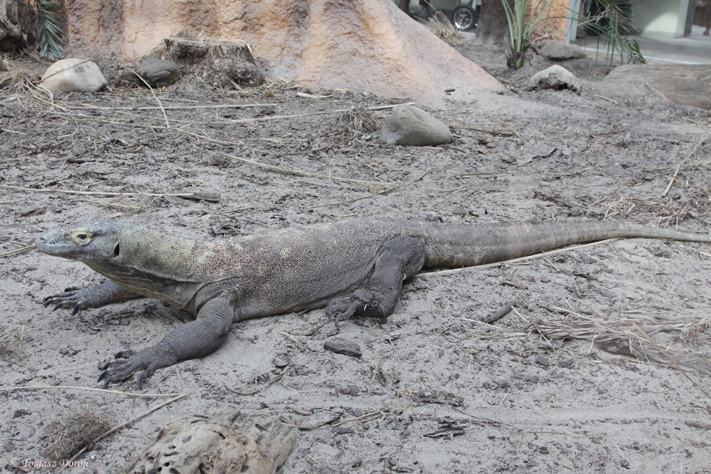 Komodo Dragon (Varanus komodoensis)