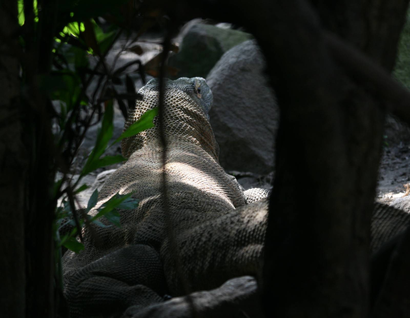 Komodo dragon (Varanus komodoensis)