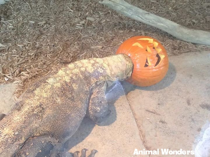 Komodo Dragon (Varanus komodoensis)