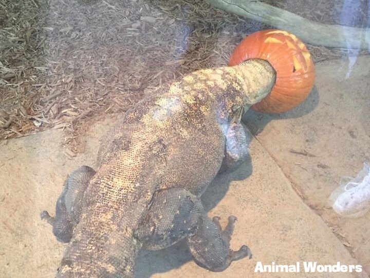 Komodo Dragon (Varanus komodoensis)