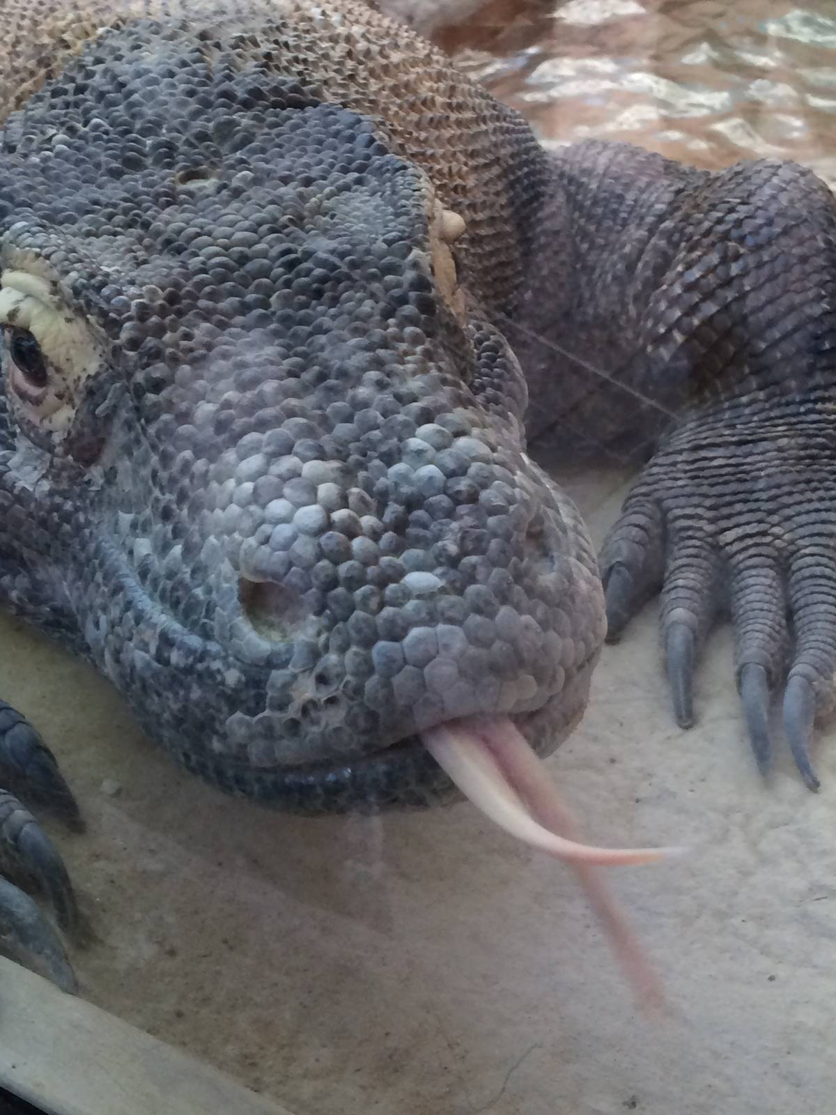 Komodo Dragon (Varanus komodoensis)