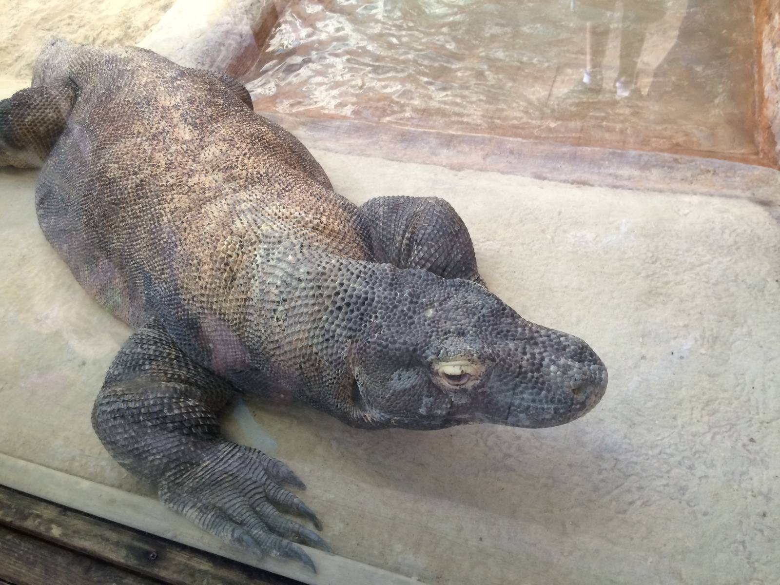 Komodo dragon (Varanus komodoensis)