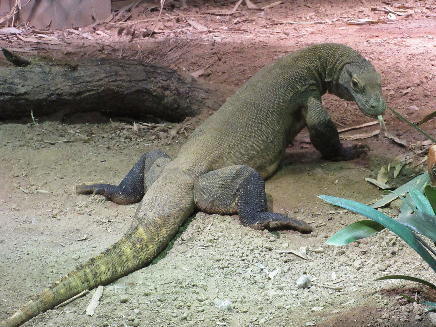 Komodo Dragon (Varanus komodoensis)