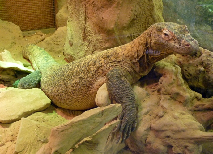Komodo dragon (Varanus komodoensis)