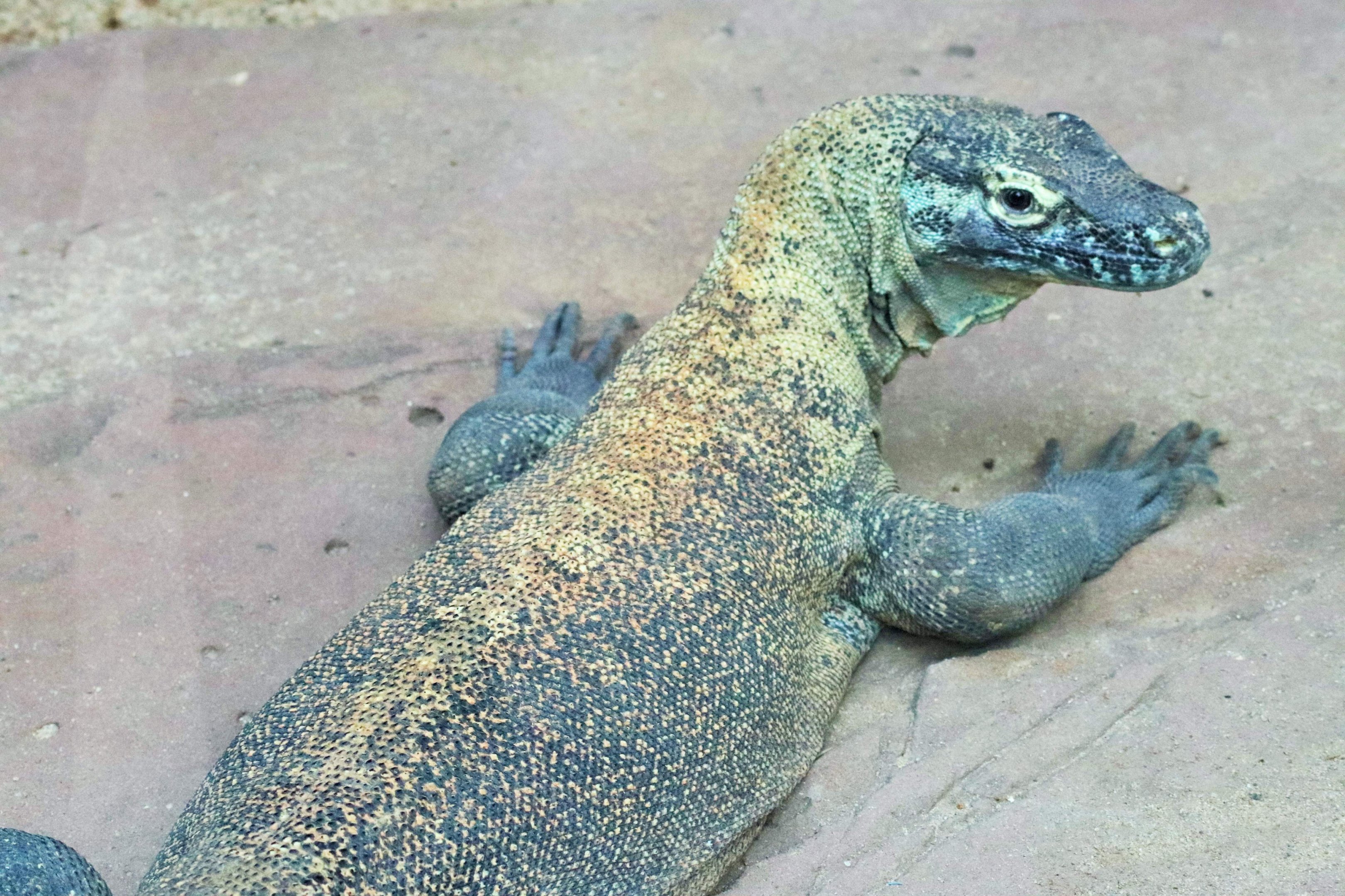 Komodo Dragon (Varanus komodoensis)