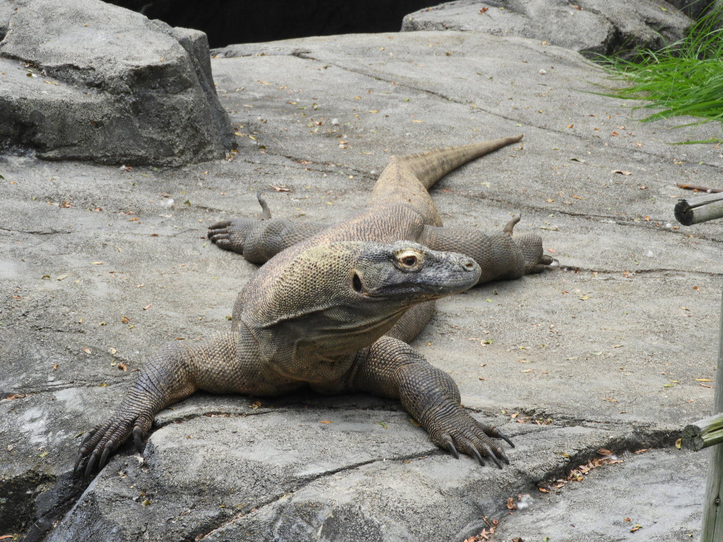 Komodo Dragon (Varanus komodoensis)