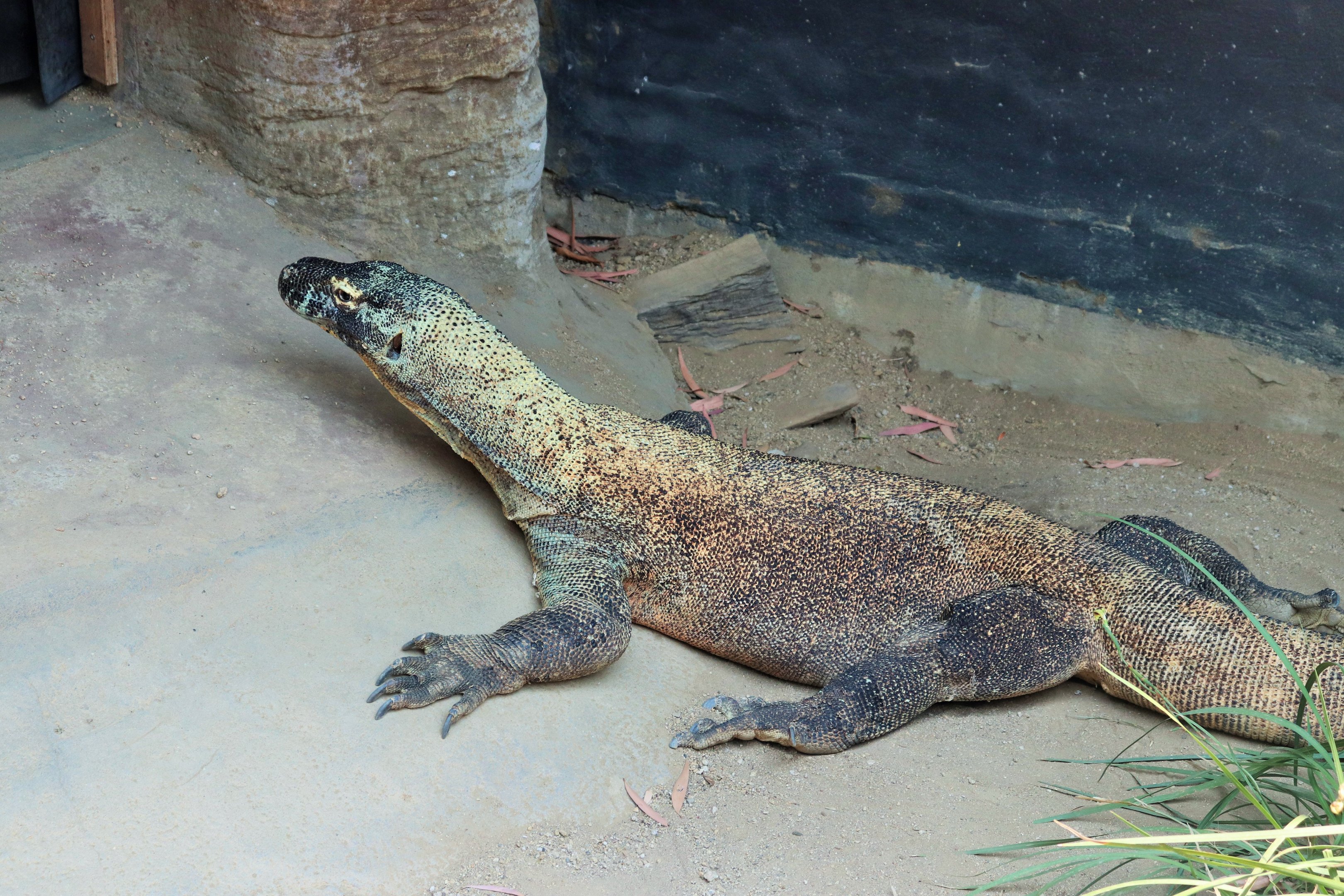 Komodo Dragon (Varanus komodoensis)