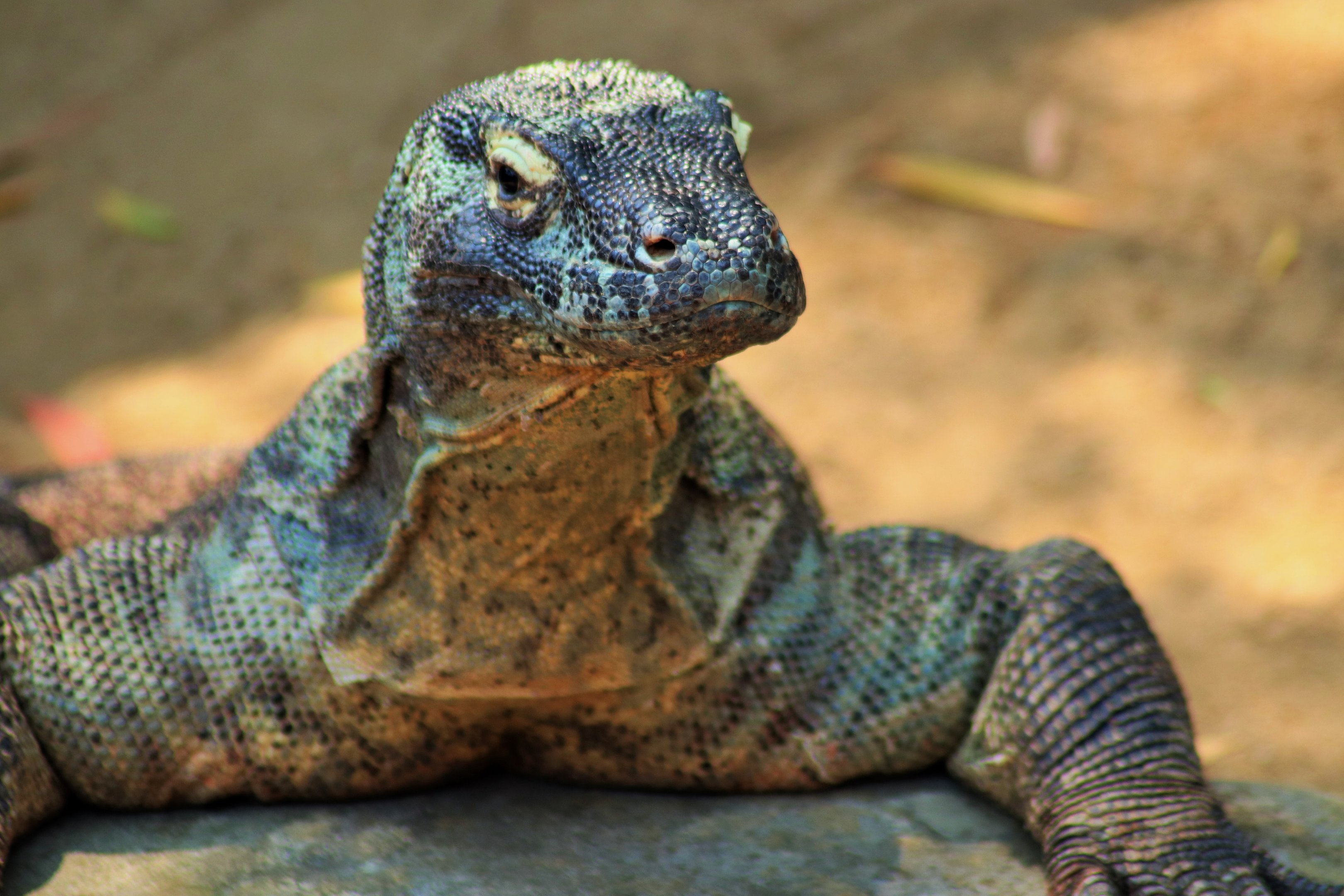 Komodo Dragon (Varanus komodoensis)
