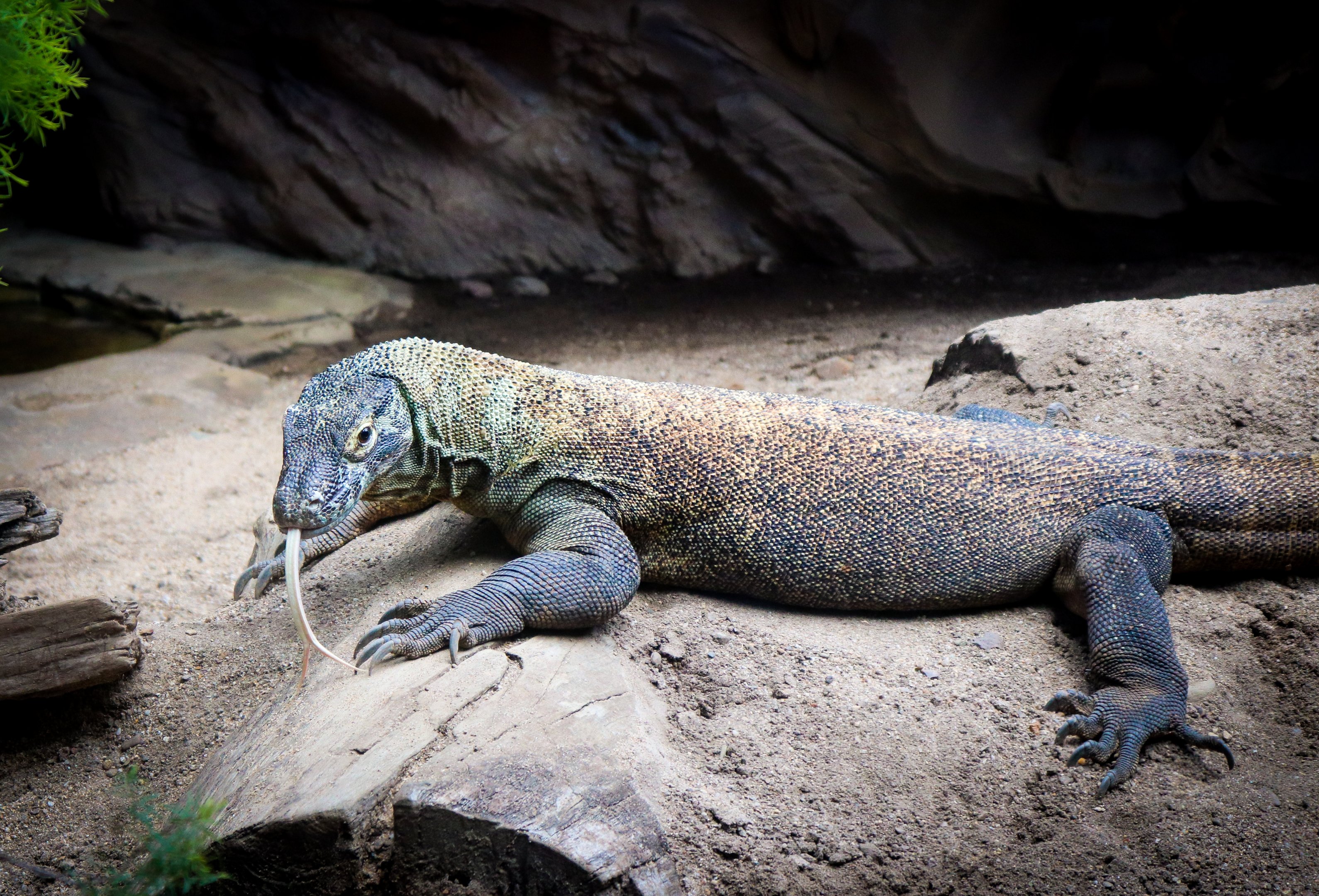 Komodo Dragon (Varanus komodoensis)