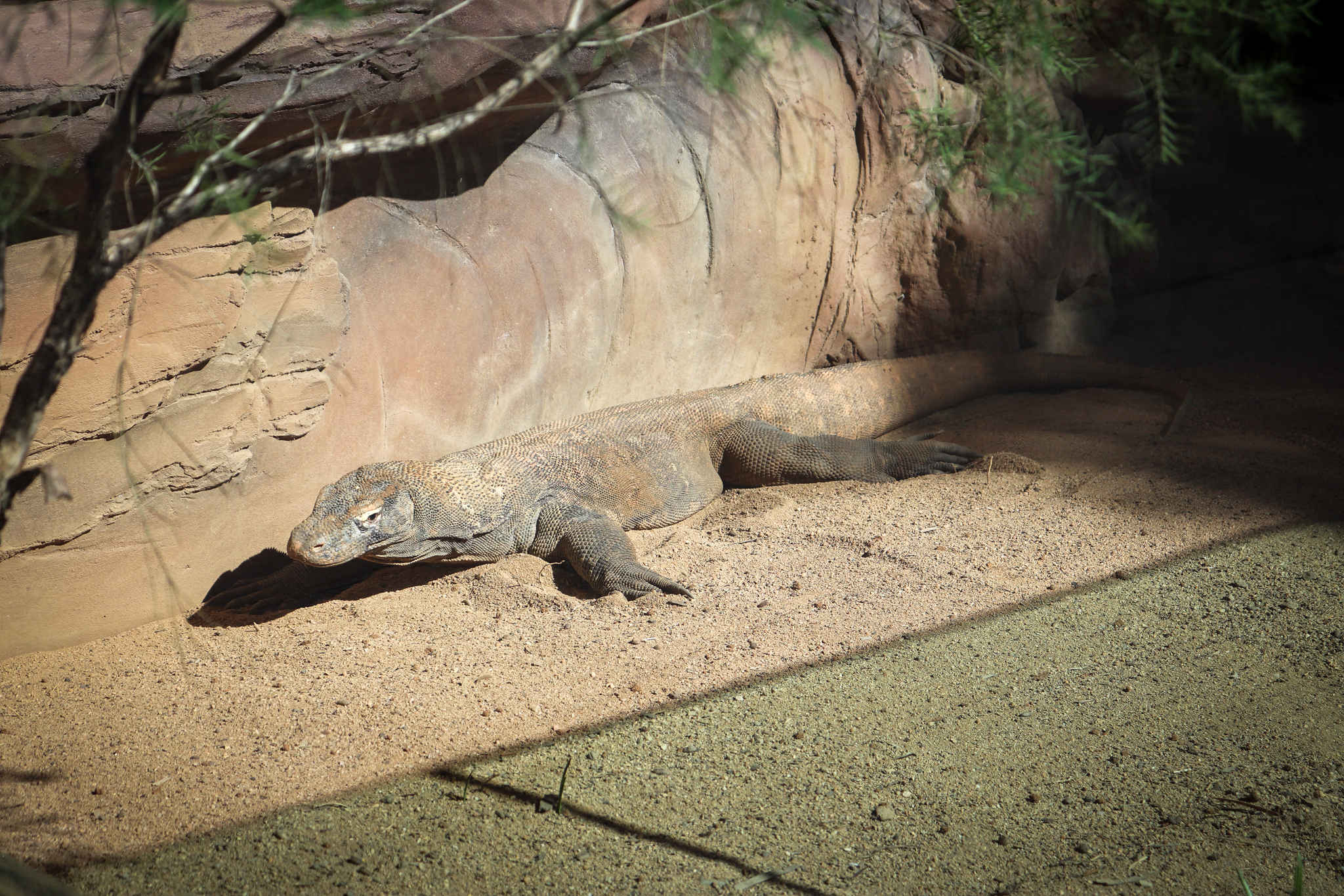 Komodo Dragon (Varanus komodoensis)
