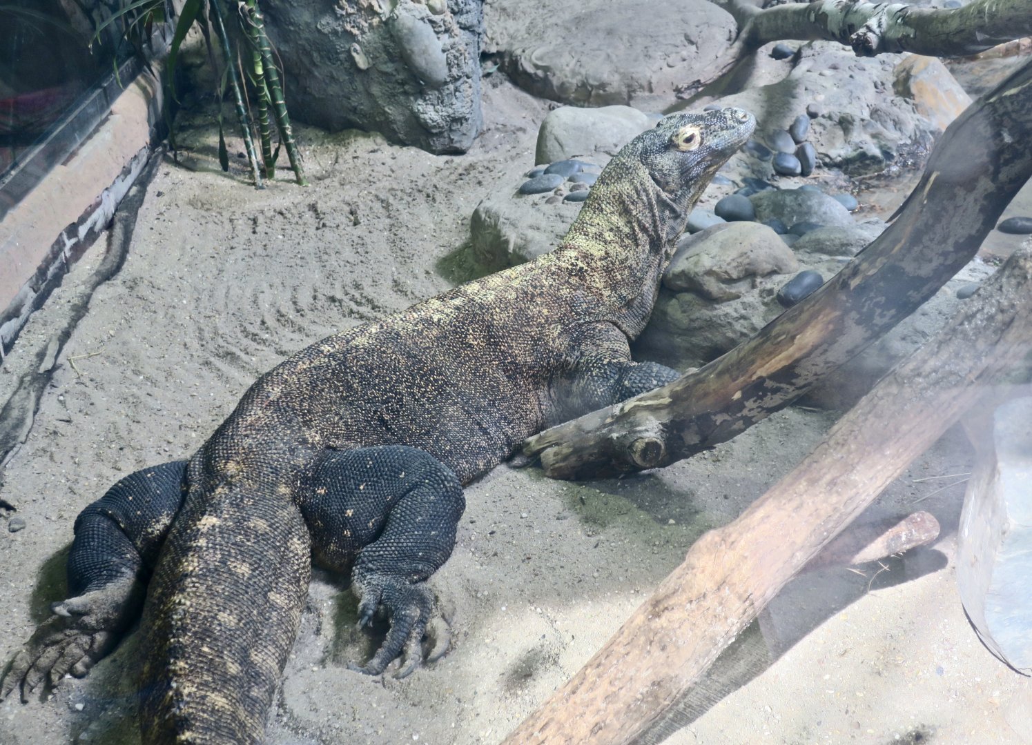 Komodo Dragon (Varanus komodoensis)
