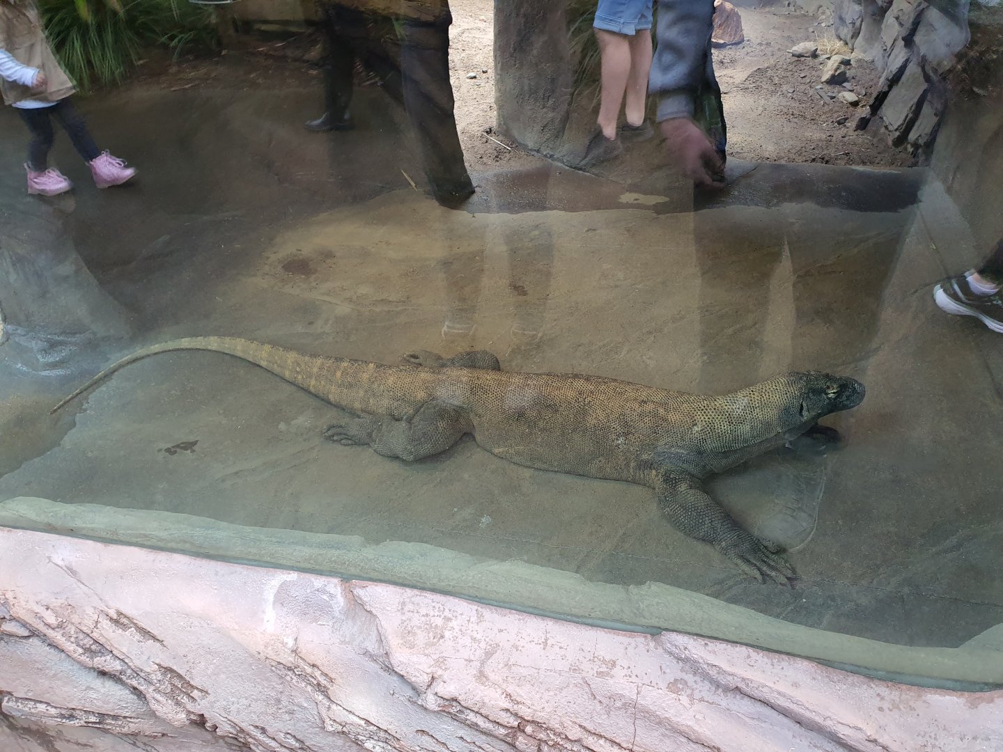Komodo Dragon (Varanus komodoensis)