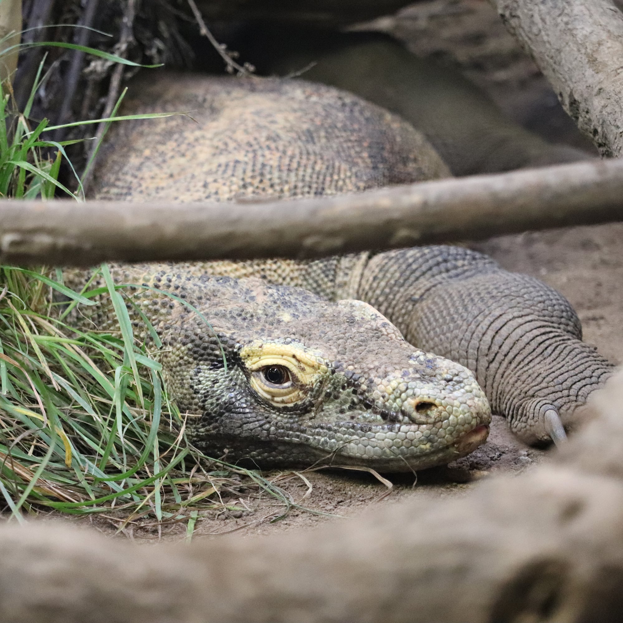 Komodo dragon (Varanus komodoensis)