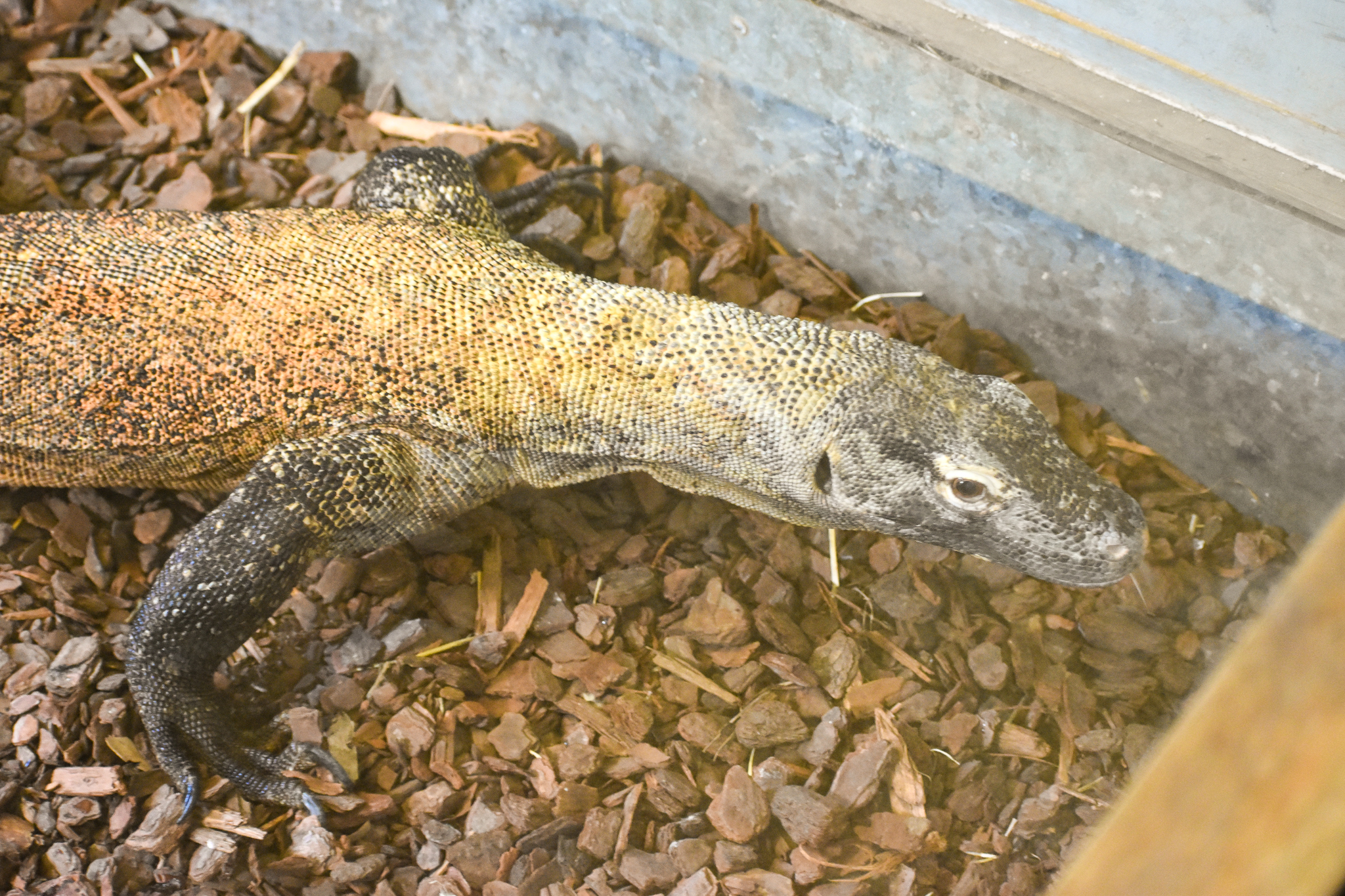 Komodo Dragon (Varanus komodoensis)