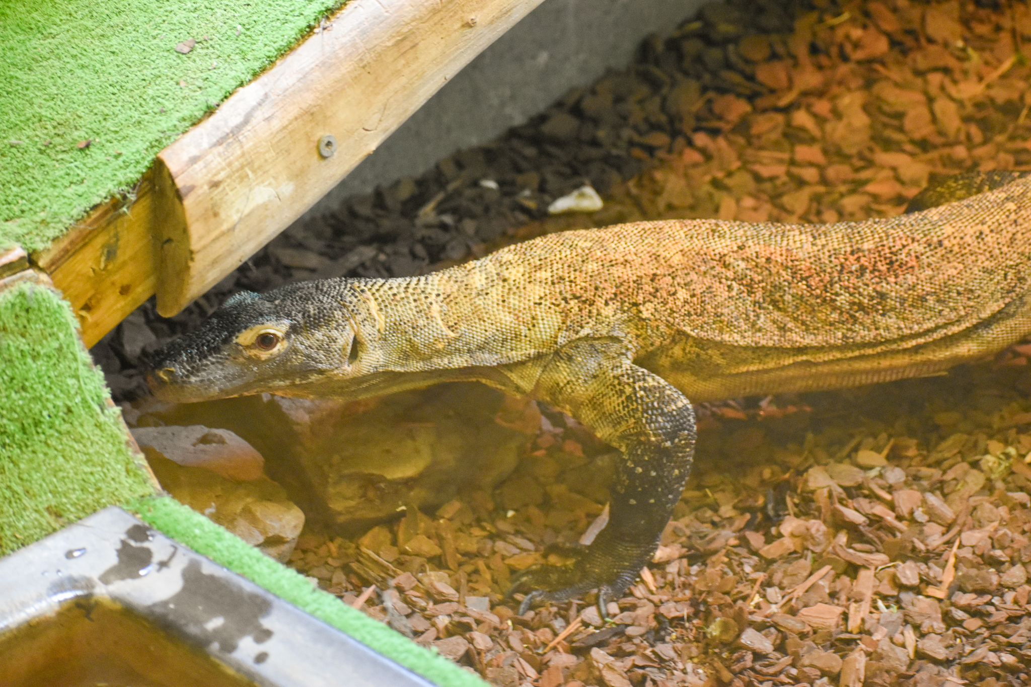 Komodo Dragon (Varanus komodoensis)