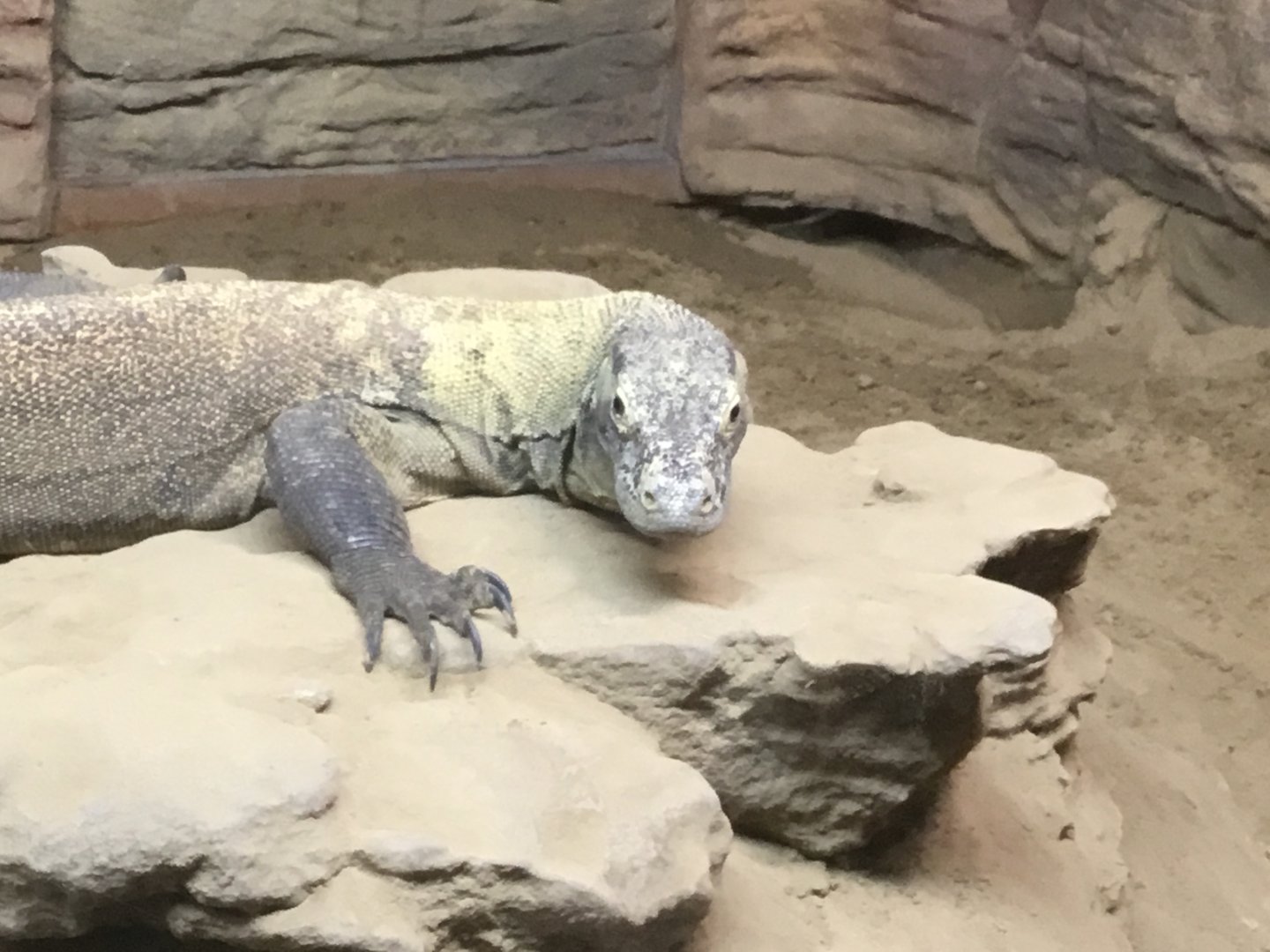 Komodo Dragon (Varanus Komodoensis)