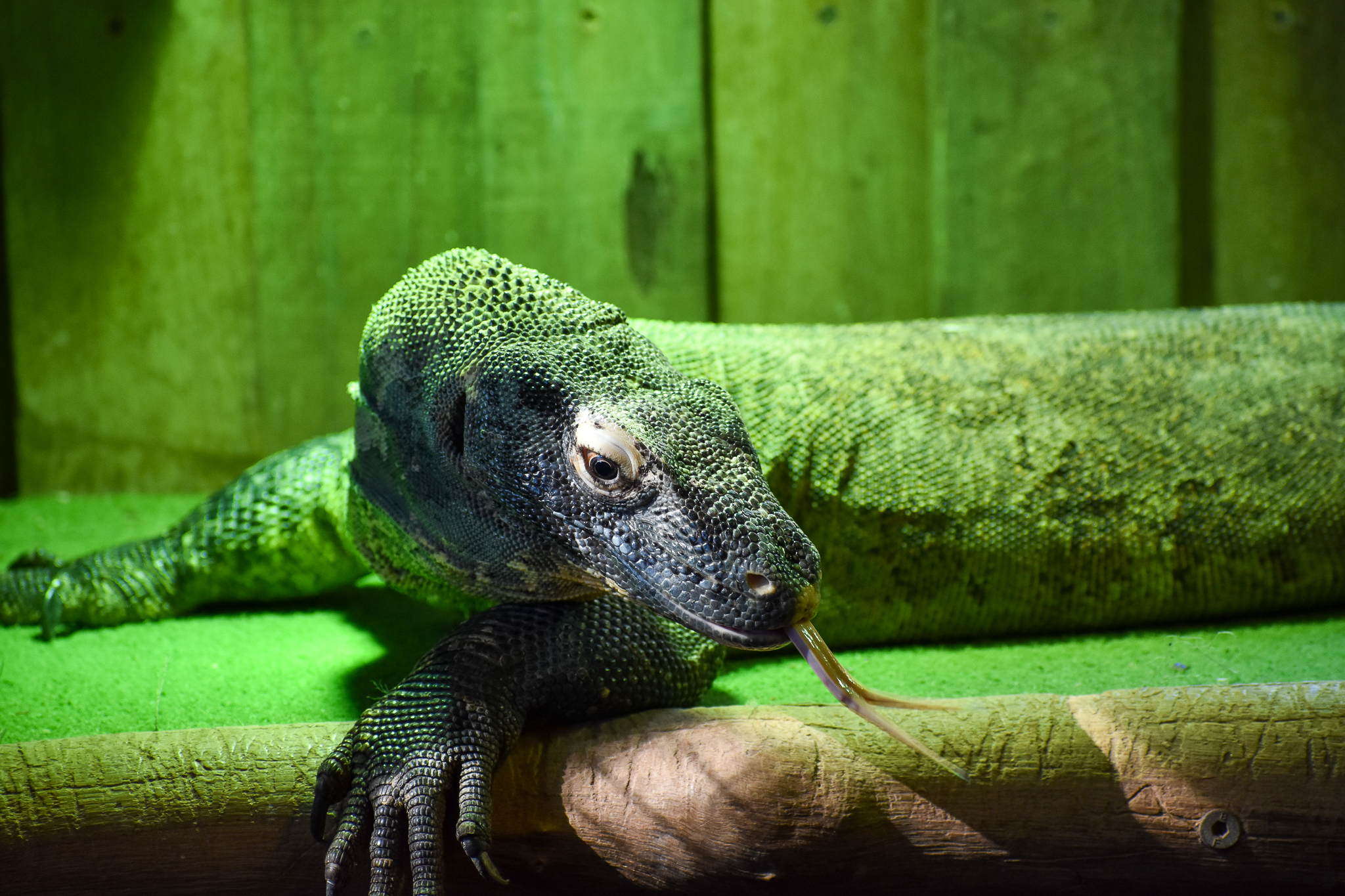Komodo Dragon (Varanus komodoensis)