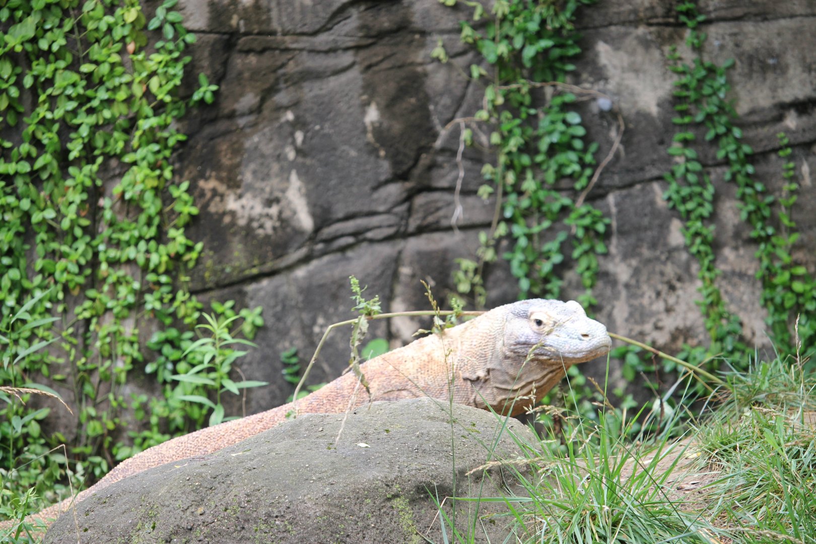 Komodo dragon (Varanus komodoensis)