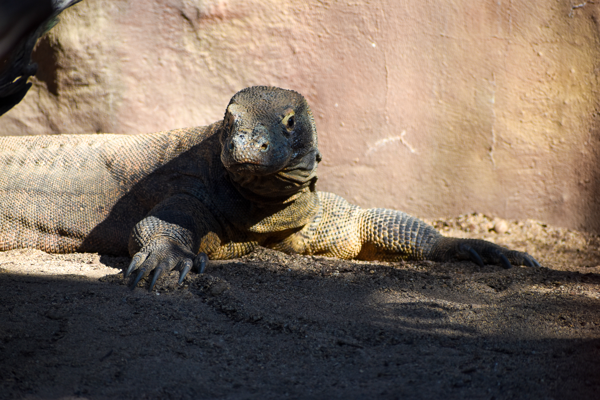 Komodo Dragon (Varanus komodoensis)