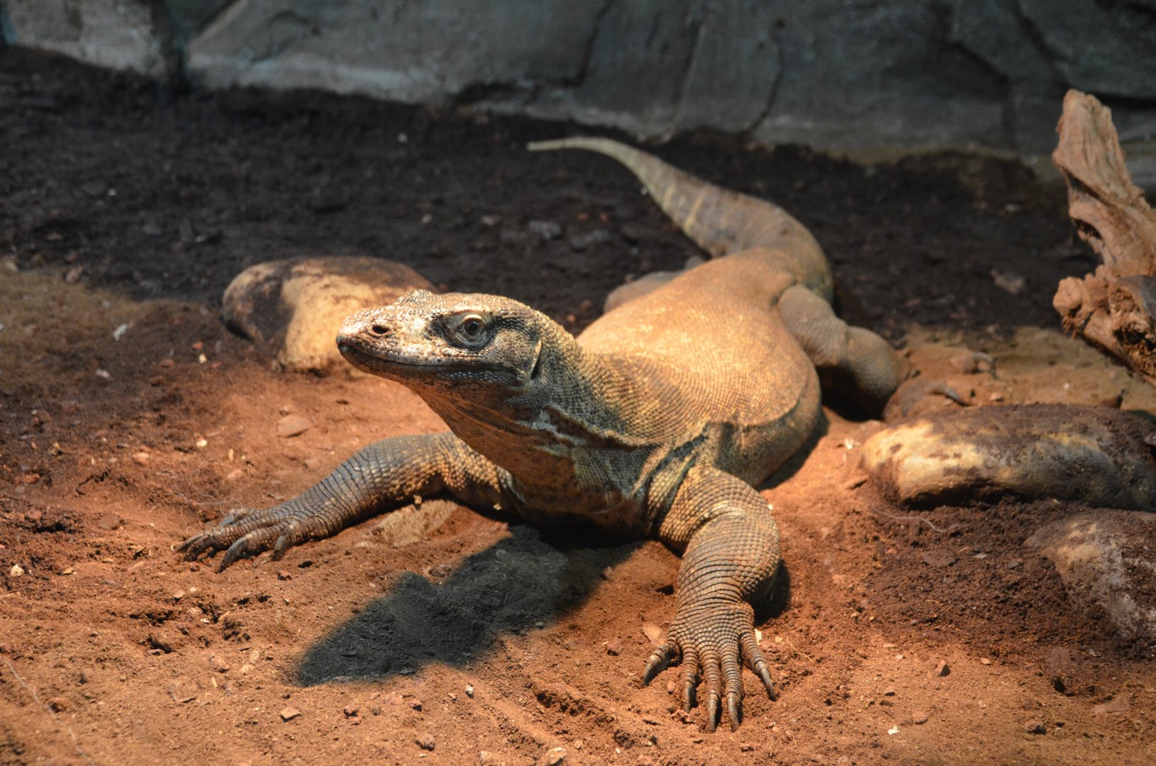 Komodo dragon/Varanus komodoensis