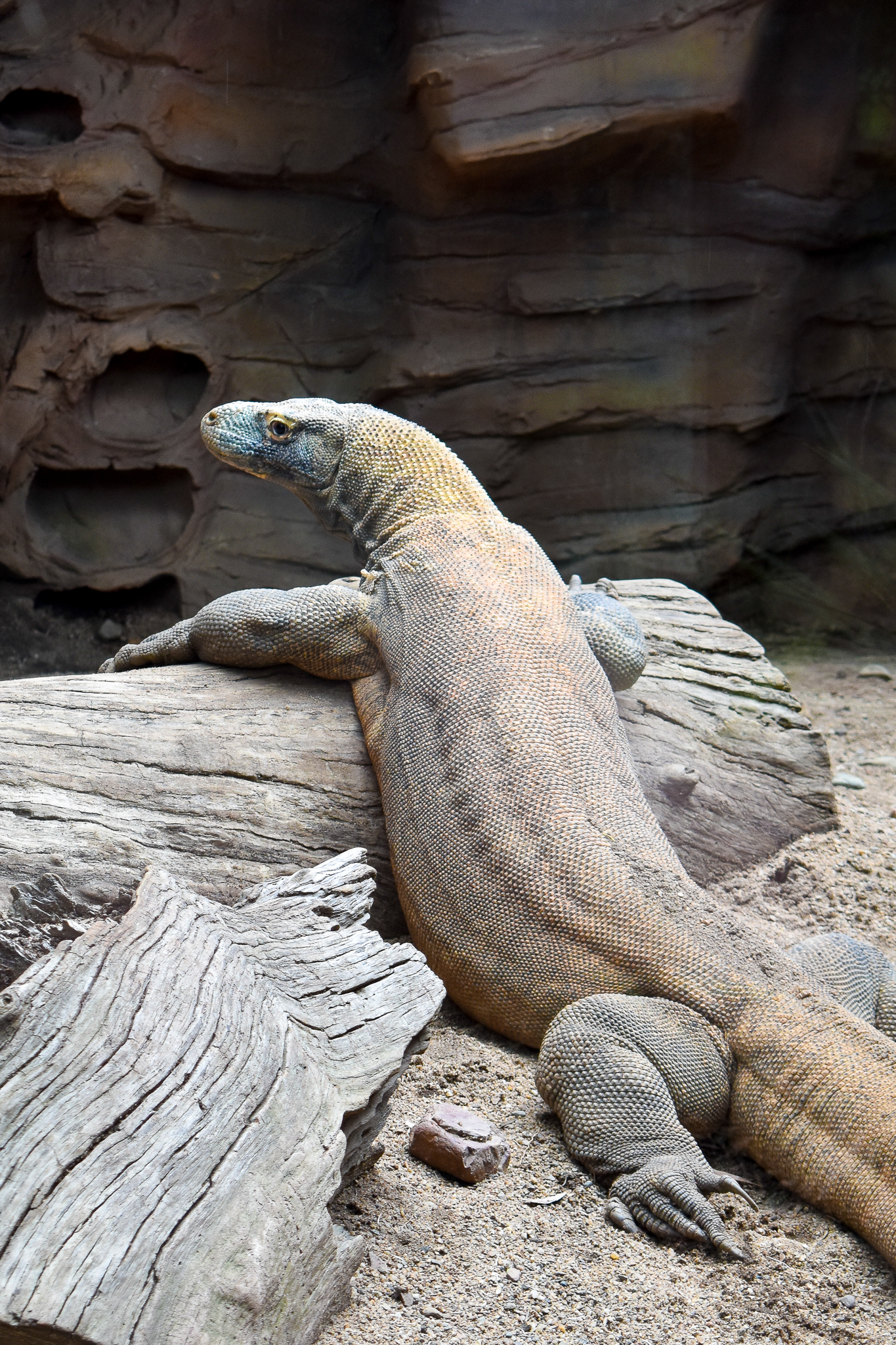 Komodo Dragon (Varanus komodoensis)