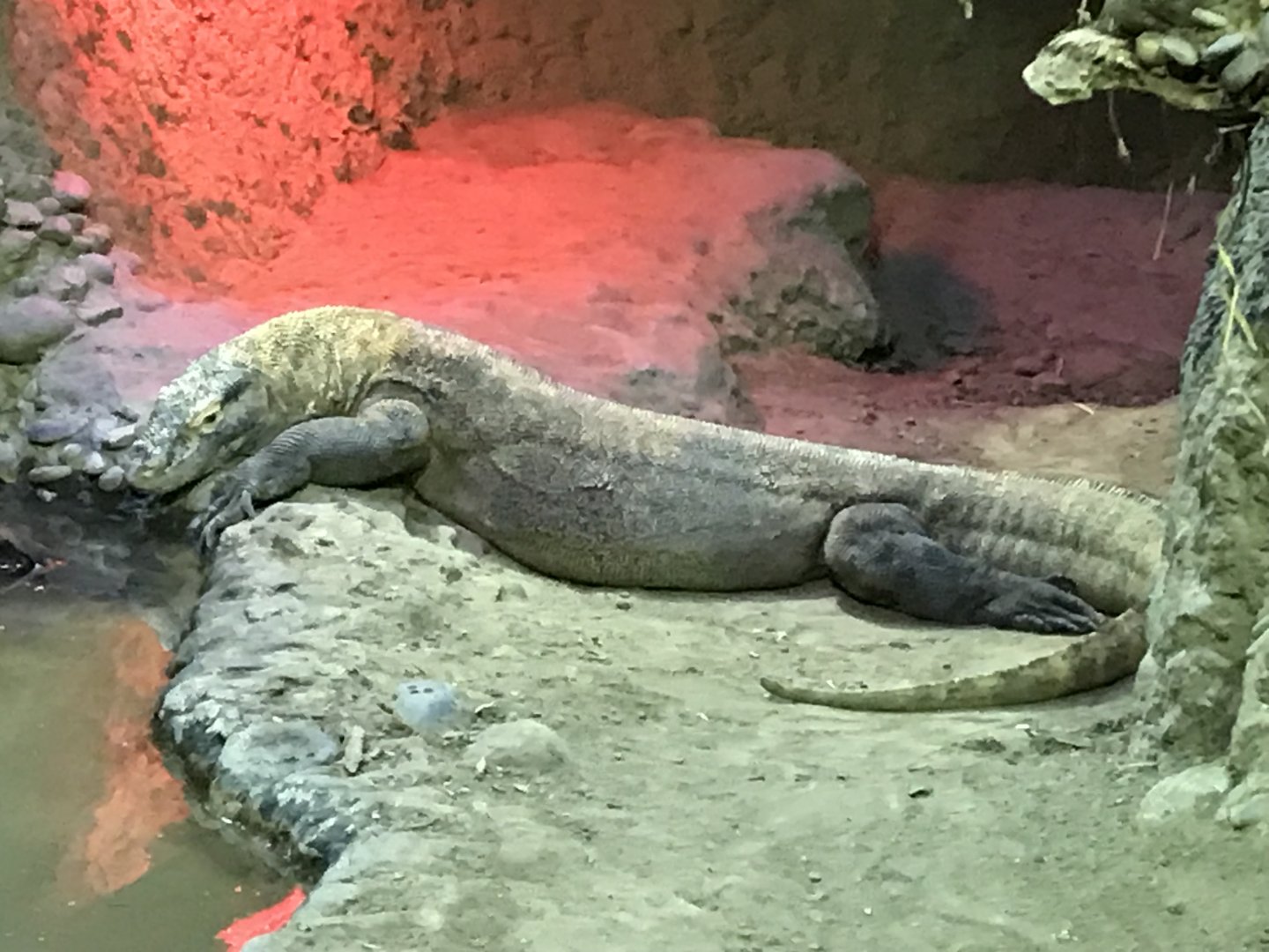 Komodo Dragon (Varanus komodoensis)