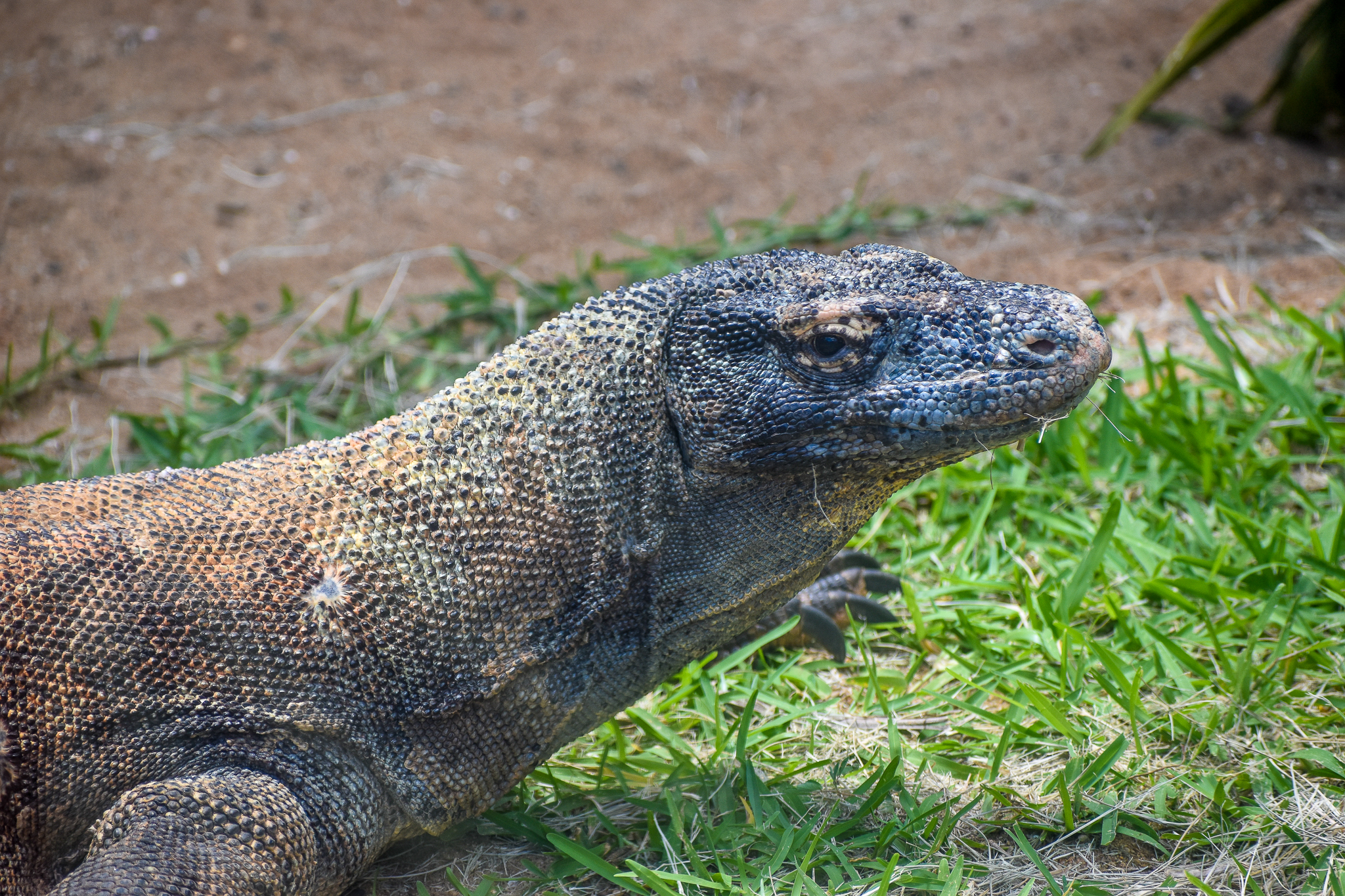 Komodo Dragon (Varanus komodoensis)