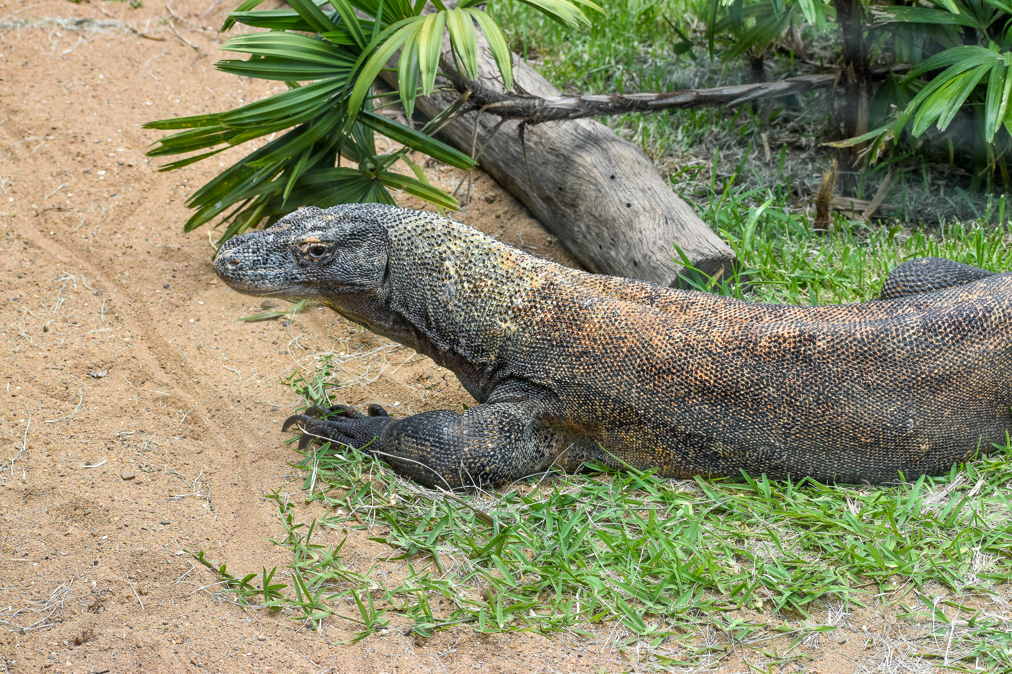 Komodo Dragon (Varanus komodoensis)