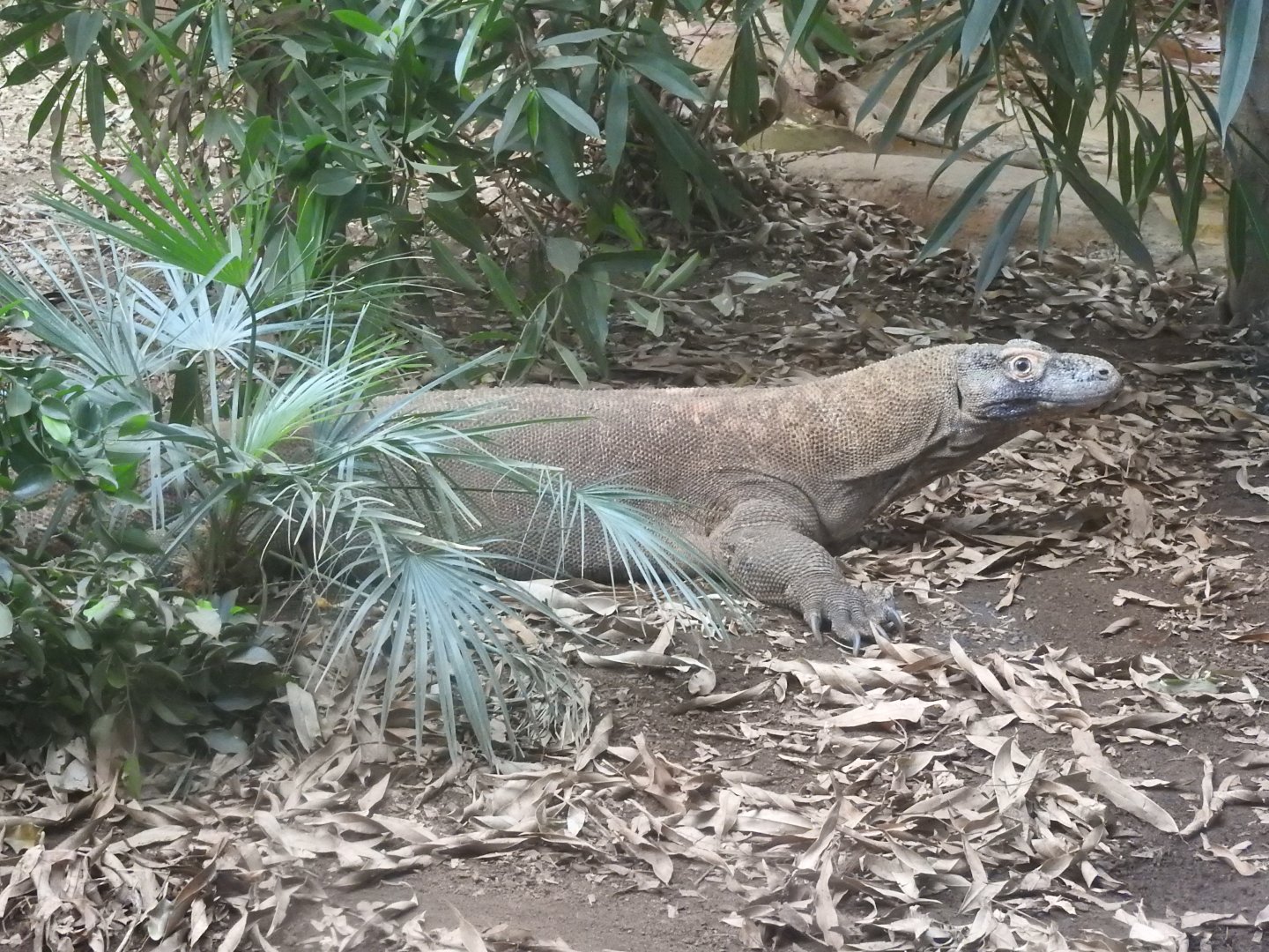 Komodo Dragon (Varanus komodoensis)