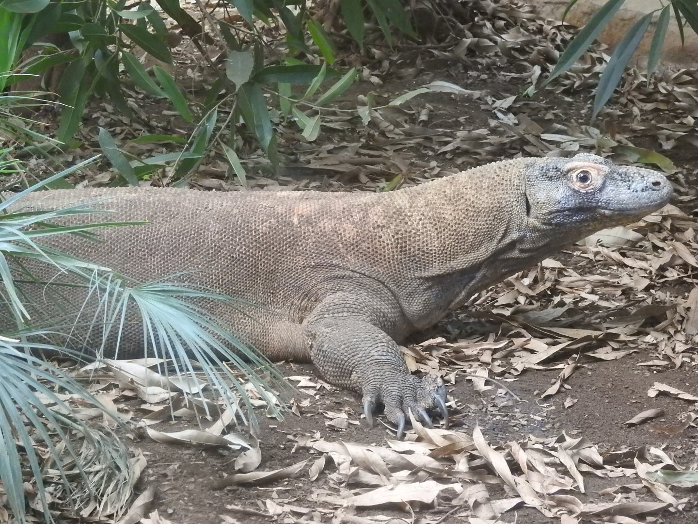 Komodo Dragon (Varanus komodoensis)
