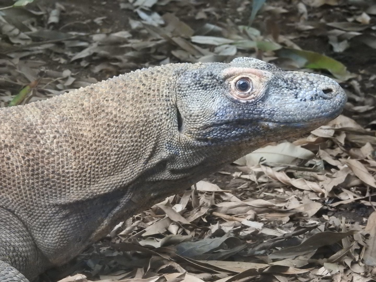 Komodo Dragon (Varanus komodoensis)