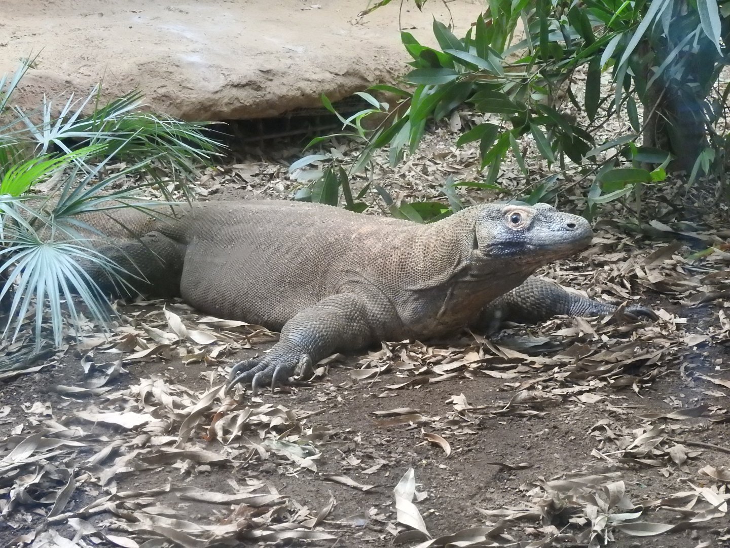 Komodo Dragon (Varanus komodoensis)