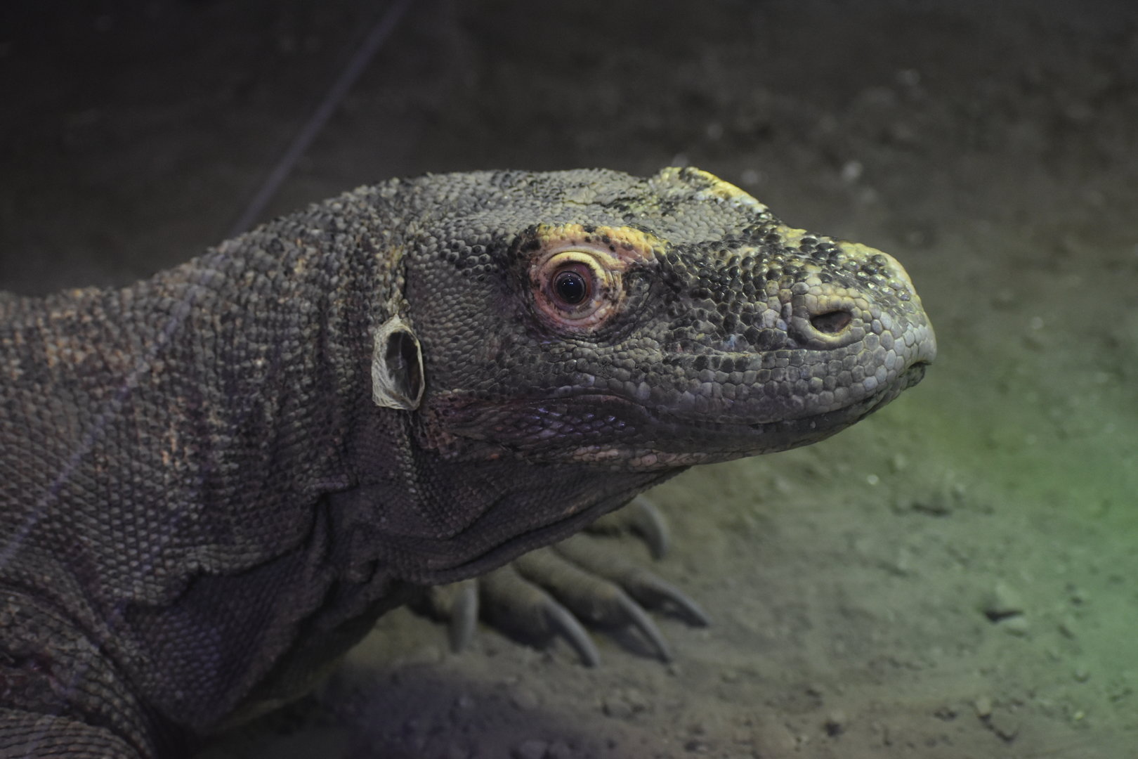 Komodo dragon (Varanus komodoensis)