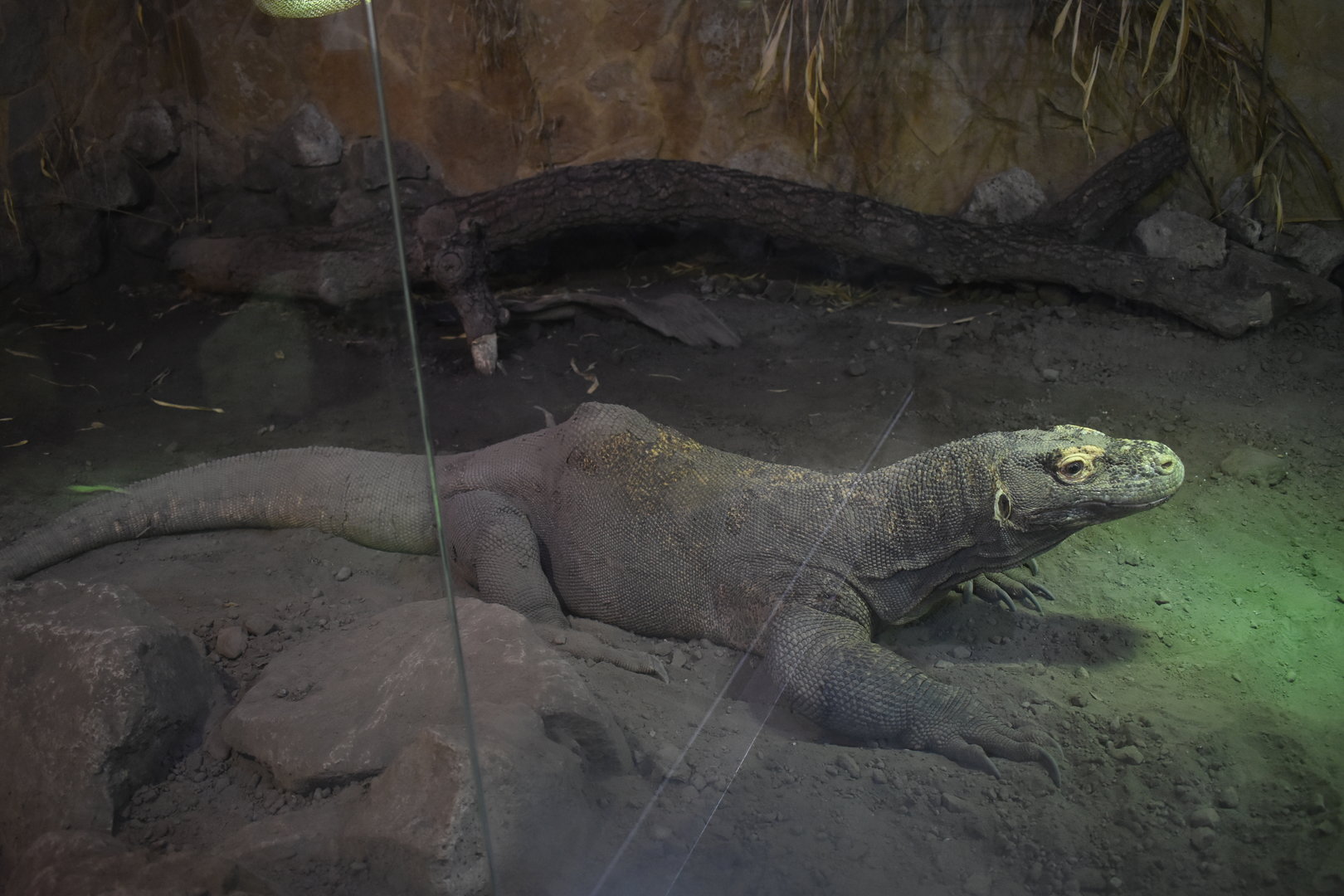 Komodo dragon (Varanus komodoensis)