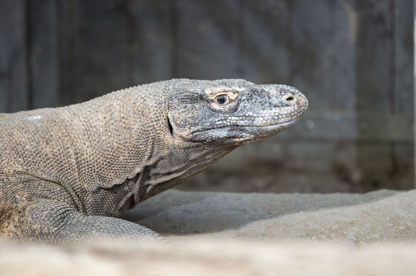 Komodo dragon (Varanus komodoensis)