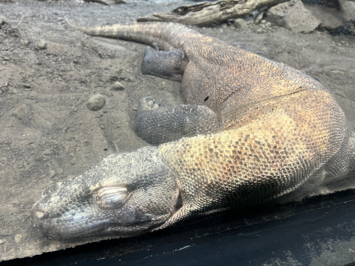 Komodo Dragon (Varanus komodoensis)