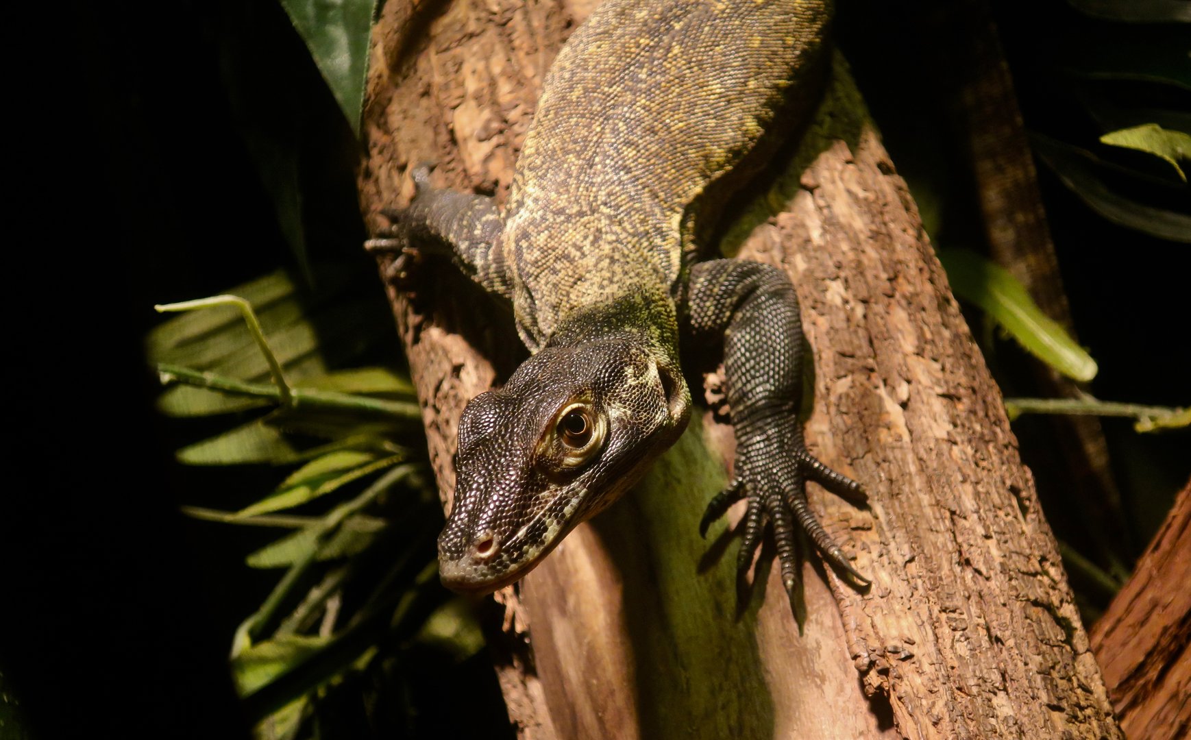 Komodo Dragon (Varanus komodoensis)