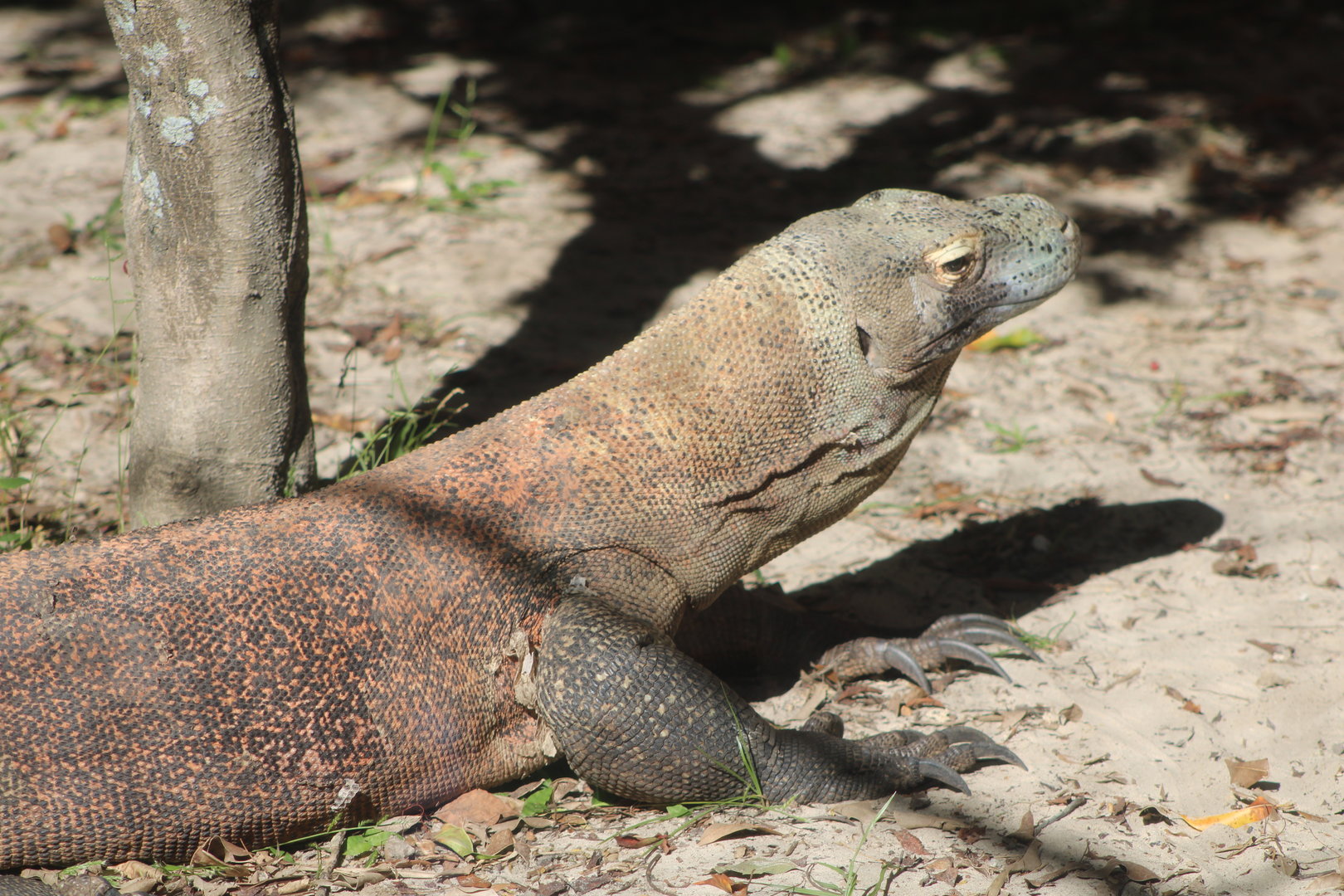 Komodo Dragon (Varanus komodoensis)