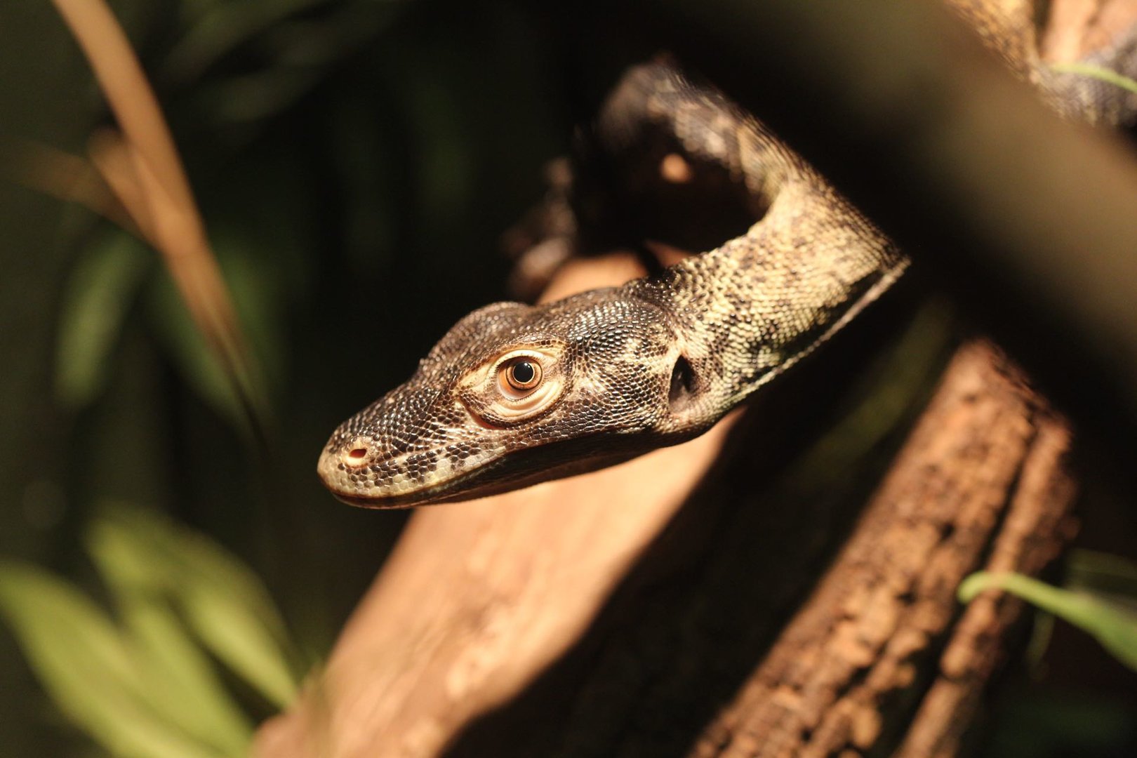 Komodo dragon/ Varanus komodoensis