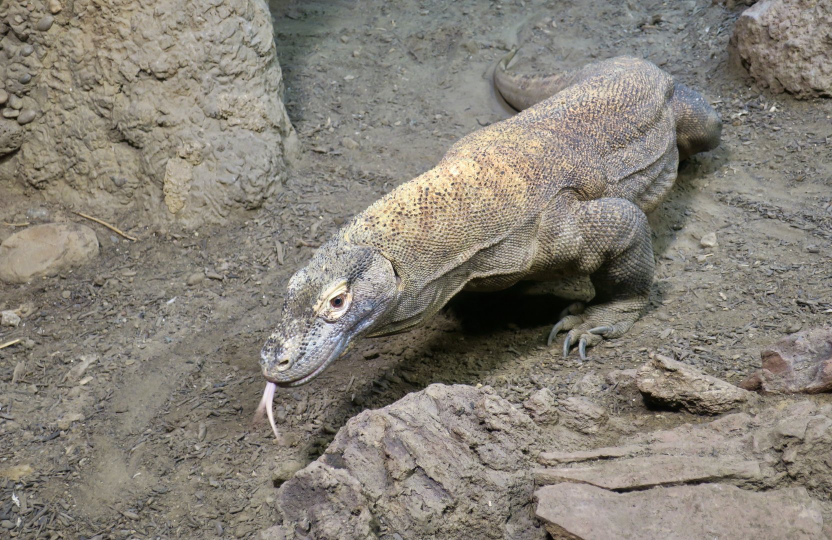 Komodo Dragon (Varanus komodoensis)