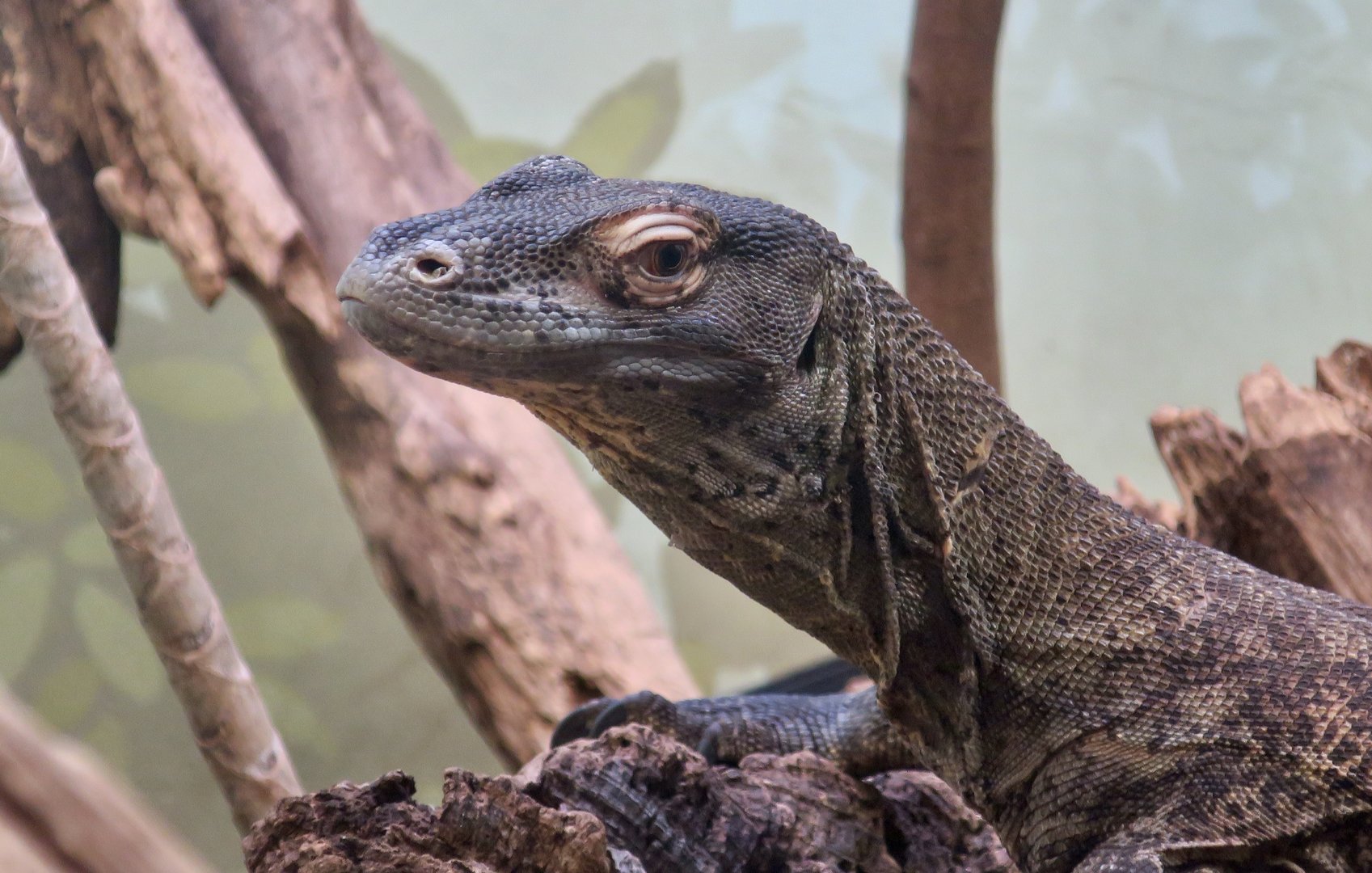 Komodo Dragon (Varanus komodoensis)