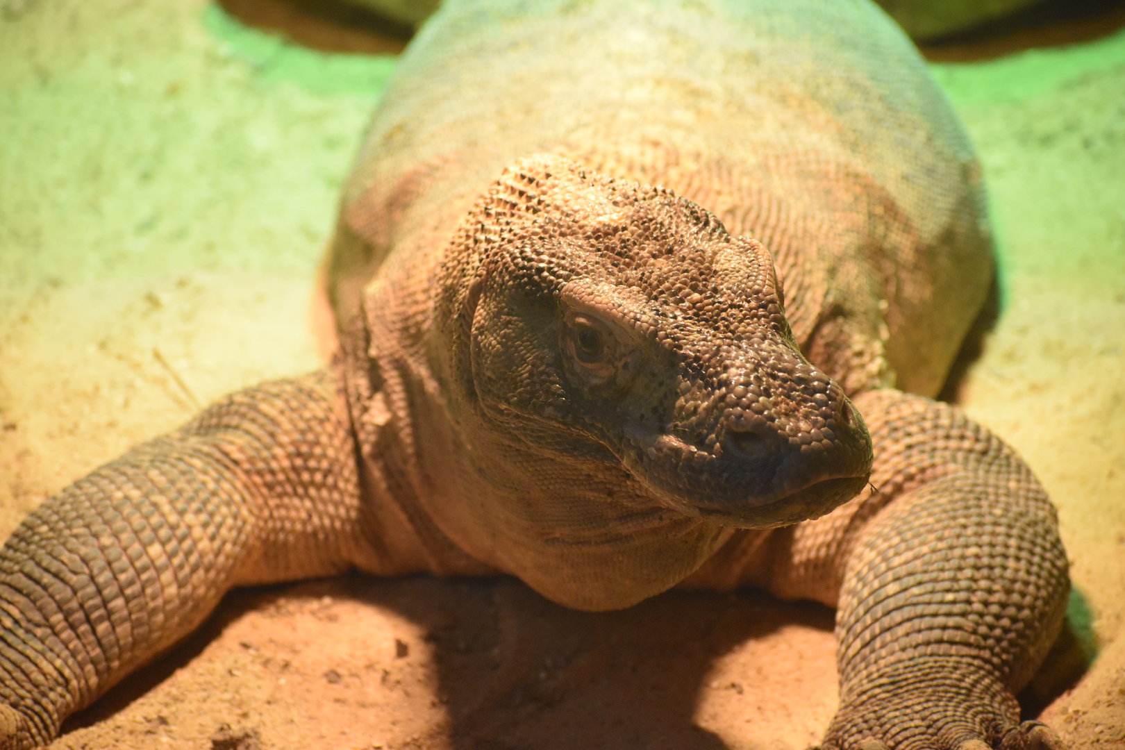 Komodo Dragon - Varanus komodoensis