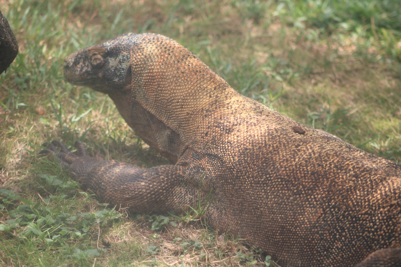 Komodo Dragon (Varanus komodoensis)