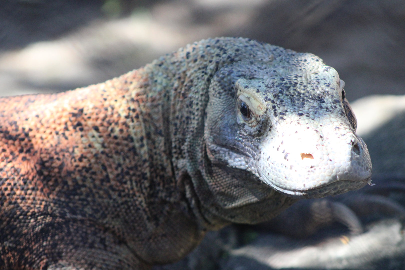 Komodo Dragon (Varanus komodoensis)